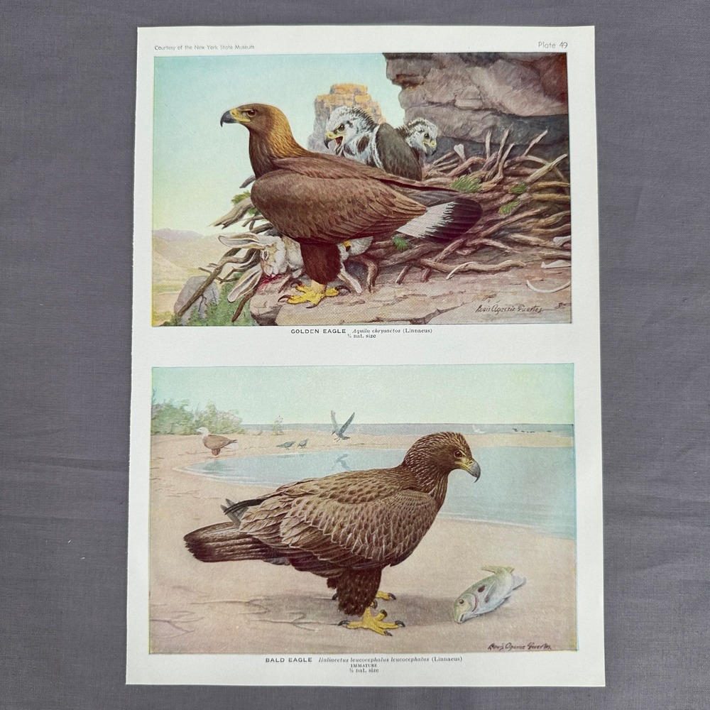 1936 Louis A Fuertes Golden Bald Eagle Bird Print Plate 49 Vintage Wall Art